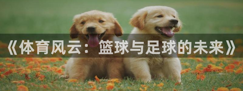 vsport体育官网下载招商电话号码：《体育风云：篮球与足球